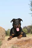 BEAUCERON - PUPPIES 048